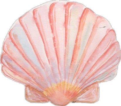 Concha de mar